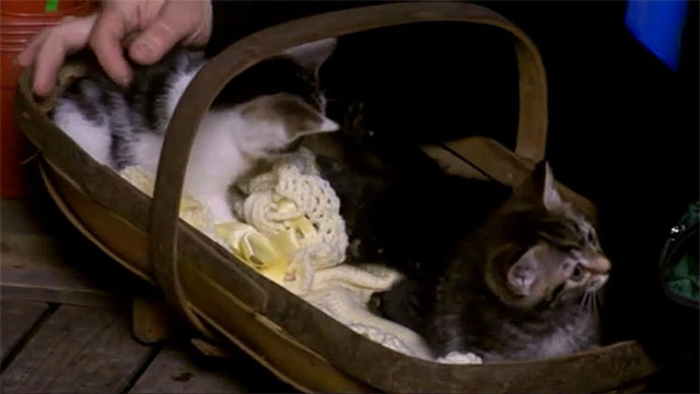 Bad Girls - Do or Die - tabby kittens and black kitten in basket