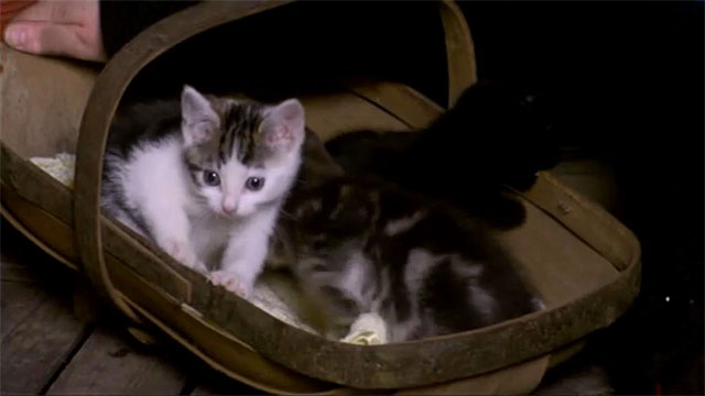 Bad Girls - Do or Die - tabby kittens and black kitten in basket