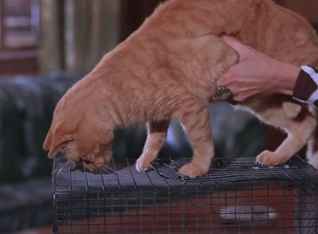 Batman - Marsha's Scheme of Diamonds - ginger tabby cat Circe on top of cage