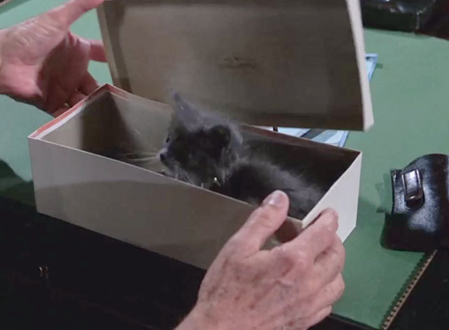 Batman - The Purr-fect Crime - gray and white kitten in box on desk