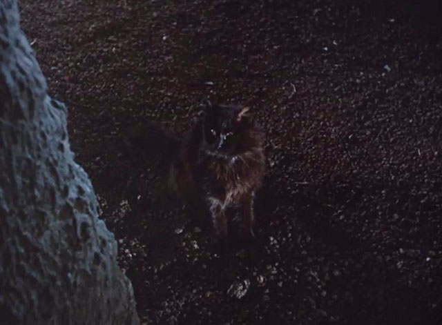 Batman - The Purr-fect Crime - black cat sitting in cave