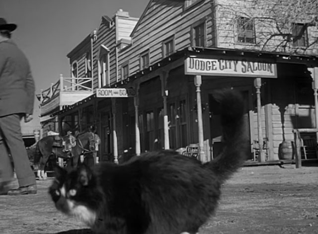 Bat Masterson - Romany Knives - longhair tuxedo cat close to camera in front of town