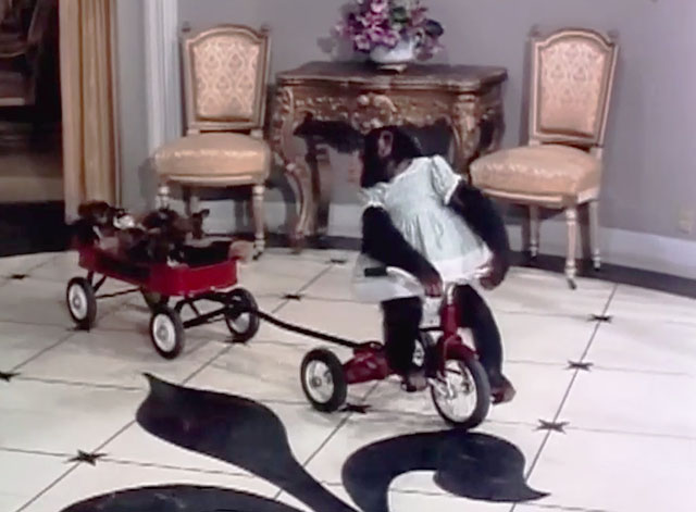 The Beverly Hillbillies - The Army Game - Chimpanzee Bessie riding tricycle and pulling wagon of puppies and kittens