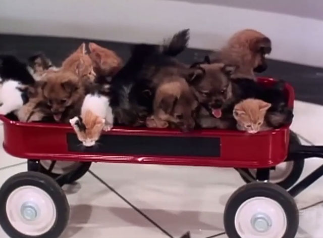 The Beverly Hillbillies - The Army Game - wagon full of puppies and kittens