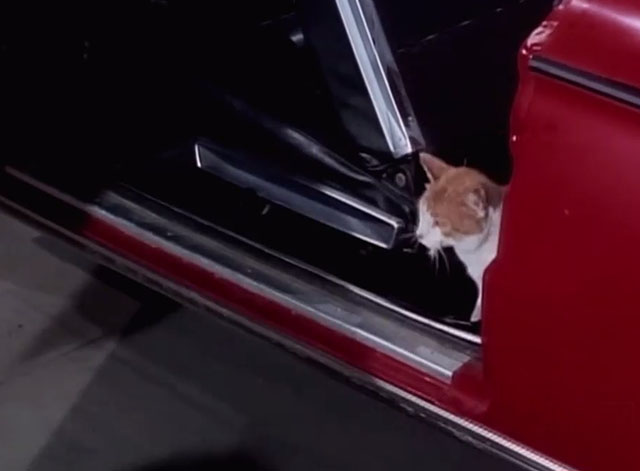 The Beverly Hillbillies - The Army Game - orange and white tabby cat looking out from door of car