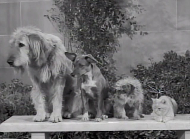 The Beverly Hillbillies - Dash Riprock, You Cad - dogs and cat Rusty Orangey on bench