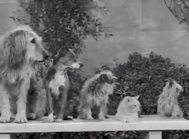 The Beverly Hillbillies - Dash Riprock, You Cad - dogs and cat Rusty Orangey on bench