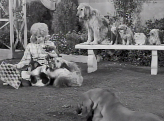 The Beverly Hillbillies - Dash Riprock, You Cad - Elly May Donna Douglas with critters in back yard