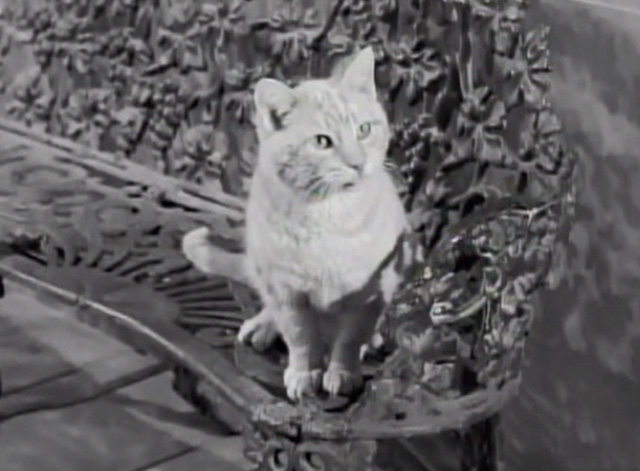 The Beverly Hillbillies - Drysdale's Dog Days - Rusty cat Orangey on bench