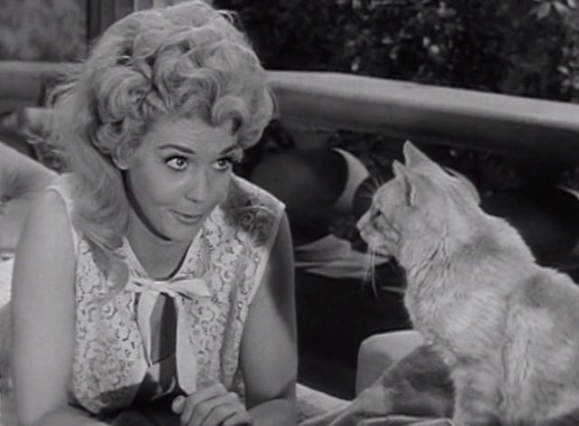 The Beverly Hillbillies - Elly's Animals - Elly May Donna Douglas Orangey Rusty cat on lawn chairs by pool