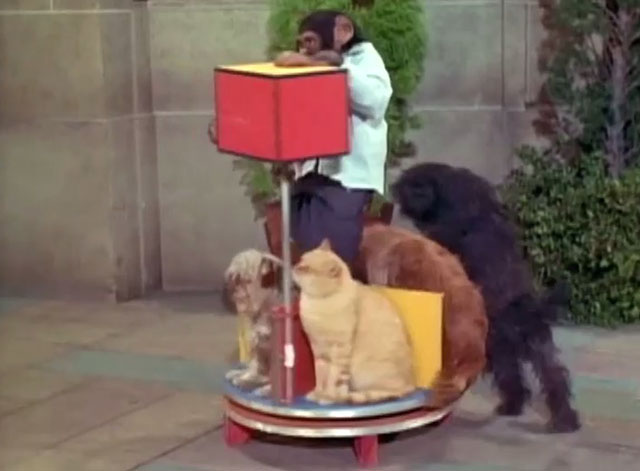 The Beverly Hillbillies - Elly the Working Girl - ginger tabby cat Rusty Orangey on animal merry go round
