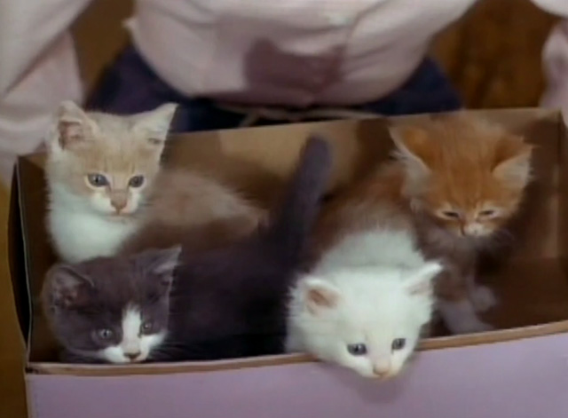 The Beverly Hillbillies - Jed Buys the Capitol - four kittens in box