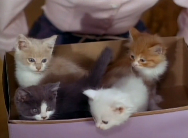 The Beverly Hillbillies - Jed Buys the Capitol - four kittens in box