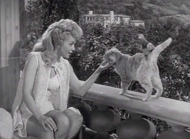 The Beverly Hillbillies - Jed Plays Solomon - Rusty cat Orangey standing with pigeon on back petted by Elly May Donna Douglas