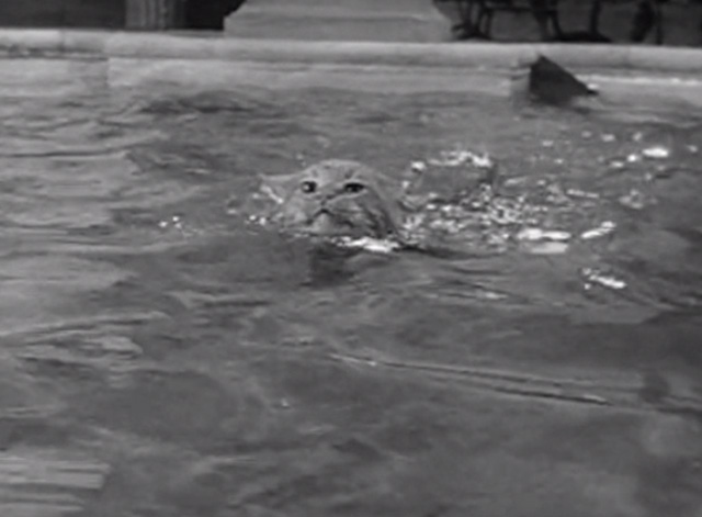 The Beverly Hillbillies - Jethro's Friend - Rusty cat Orangey swimming in pool
