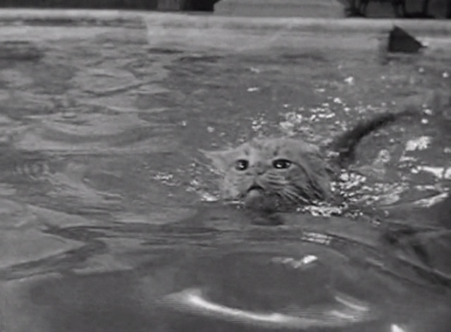 The Beverly Hillbillies - Jethro's Friend - Rusty cat Orangey swimming in pool closer