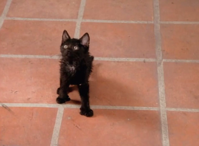 Beverly Hills 90210 - Gypsies, Cramps and Fleas - black kitten Trouble on doorstep