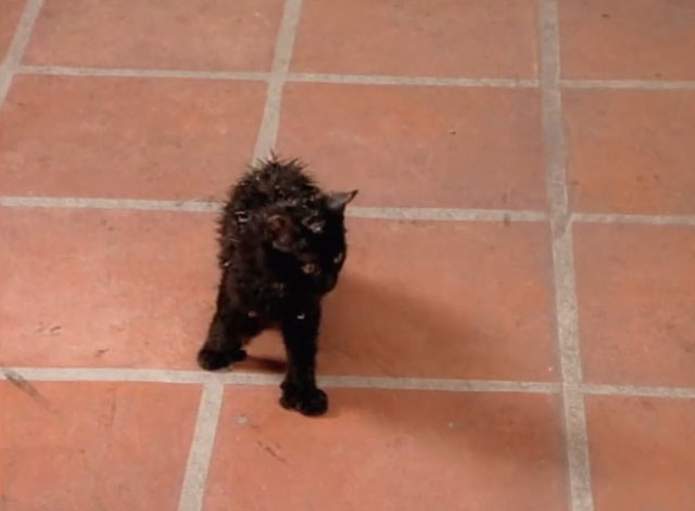 Beverly Hills 90210 - Gypsies, Cramps and Fleas - black kitten Trouble on doorstep