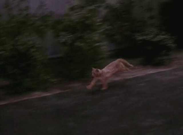 Bewitched - It Shouldn't Happen to a Dog - orange tabby cat running