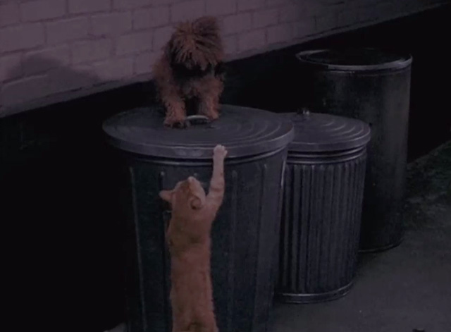 Bewitched - It Shouldn't Happen to a Dog - orange tabby cat cornering Mr. Barker as dog on trash can