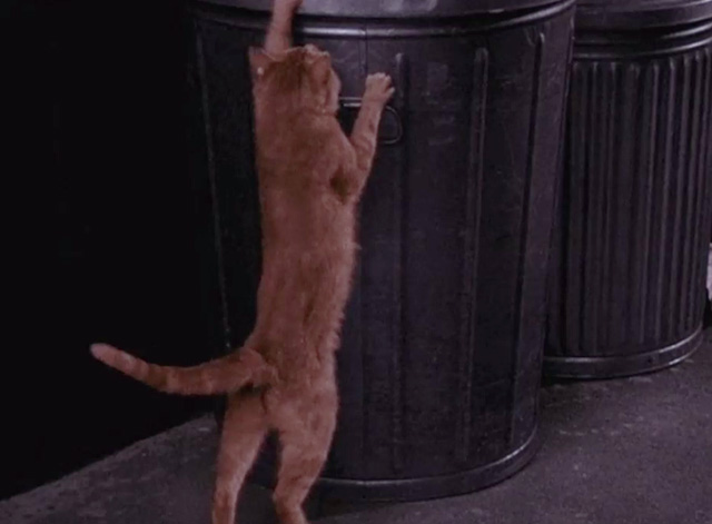 Bewitched - It Shouldn't Happen to a Dog - orange tabby cat reaching up on trash can