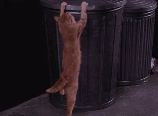 Bewitched - It Shouldn't Happen to a Dog - orange tabby cat trying to climb trash can