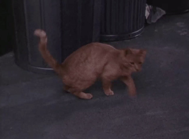 Bewitched - It Shouldn't Happen to a Dog - orange tabby cat about to run away from trash can