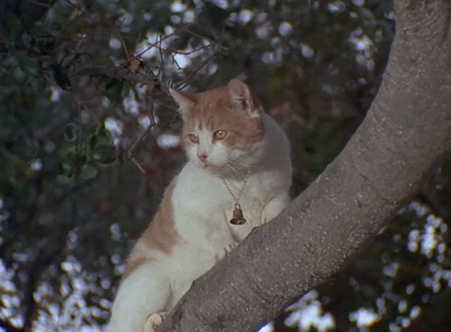 Bewitched - Mrs. Stephens Where Are You? - ginger and white tabby cat Victoria in tree