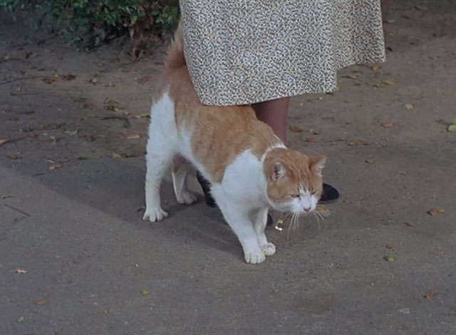 Bewitched - Mrs. Stephens Where Are You? - ginger and white tabby cat Victoria at feet of Miss Parsons