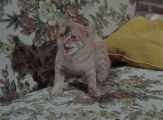 Bewitched - Mrs. Stephens Where Are You? - ginger tabby cat with black smudge on face