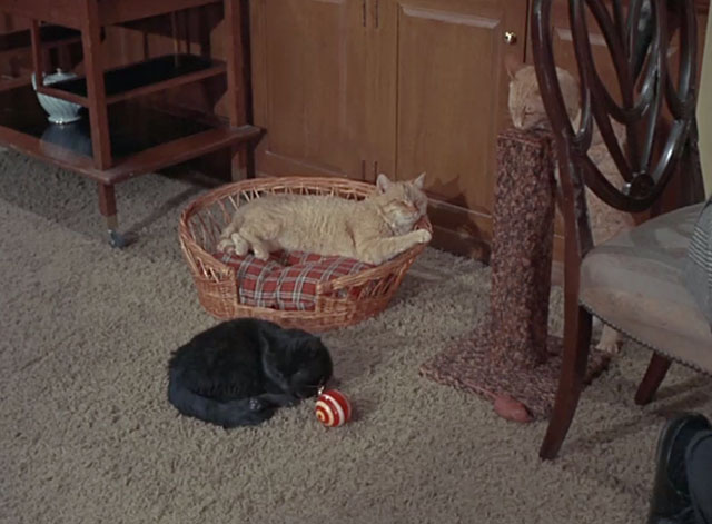 Bewitched - Mrs. Stephens Where Are You? - ginger tabby cat with black smudge on face sleeping in basket with other cats around
