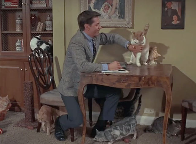 Bewitched - Mrs. Stephens Where Are You? - salesman Hal England pushing away ginger and white tabby cat Victoria with other cats nearby