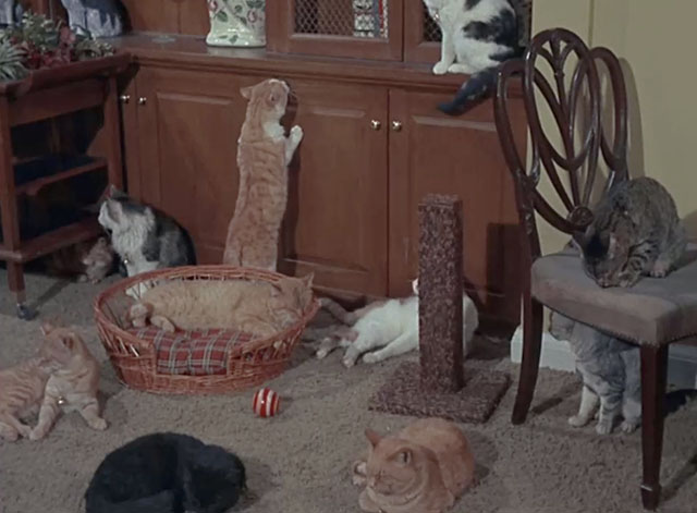 Bewitched - Mrs. Stephens Where Are You? - numerous cats in living room