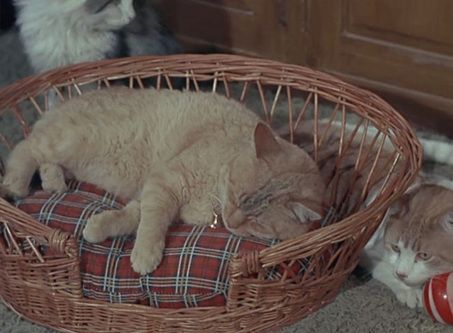 Bewitched - Mrs. Stephens Where Are You? - ginger tabby cat with black smudge on face sleeping in basket