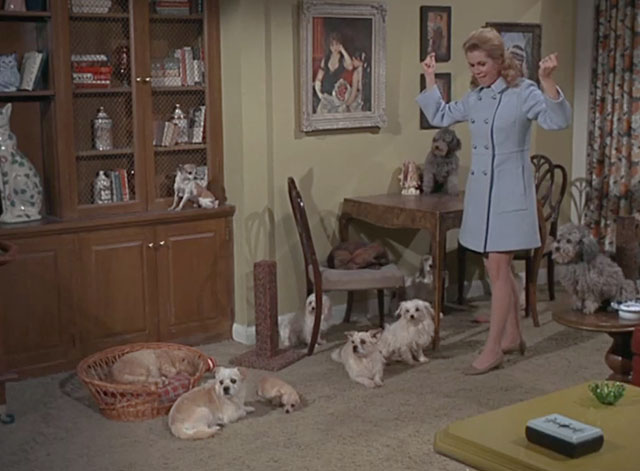 Bewitched - Mrs. Stephens Where Are You? - Samantha Elizabeth Montgomery in room full of dogs with one cat in basket