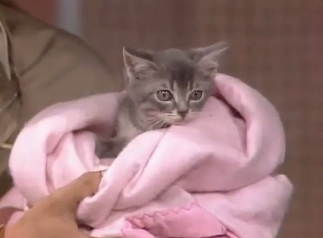Bizarre - gray kitten wrapped in pink blanket