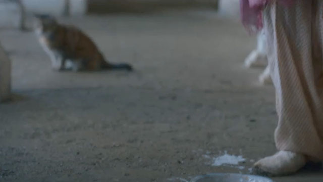Black Narcissus - Episode One - tortoiseshell tabby cat watching nun kick over bowl of milk