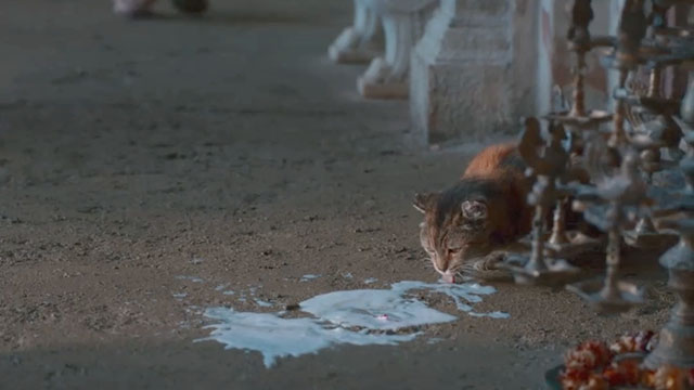 Black Narcissus - Episode One - tortoiseshell tabby cat licking up spilled milk