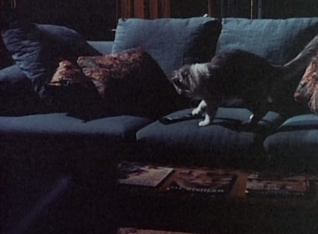 Bob - Bob and Kaye and Jerry and Patty - cat Otto pressing remote with paw on couch