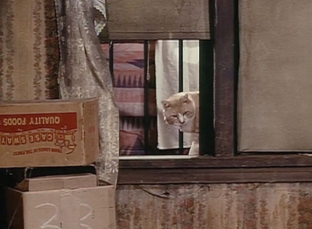 The Bob Newhart Show - No Sale - ginger and white tabby cat Arbogast looking in window