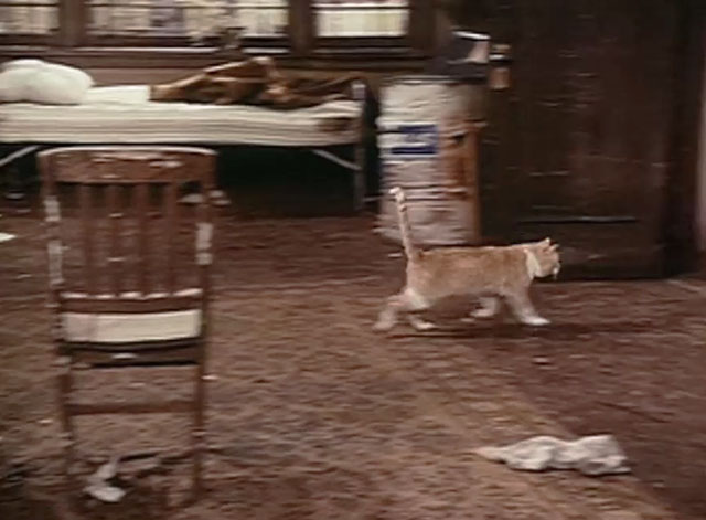 The Bob Newhart Show - No Sale - ginger and white tabby cat Arbogast running through run down apartment