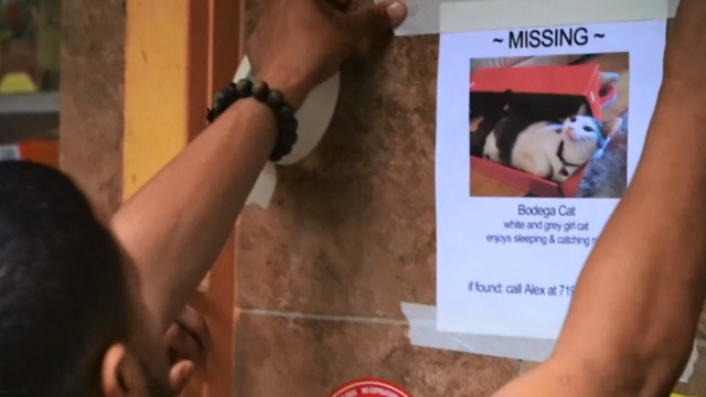 The Bodega - Bodega Cat missing poster