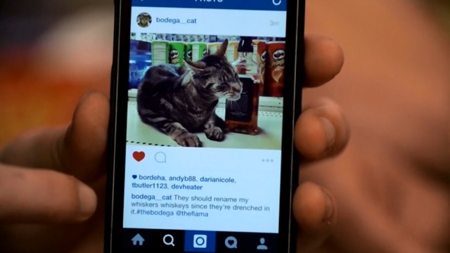 The Bodega - InstaCat Bodega Cat on Instagram