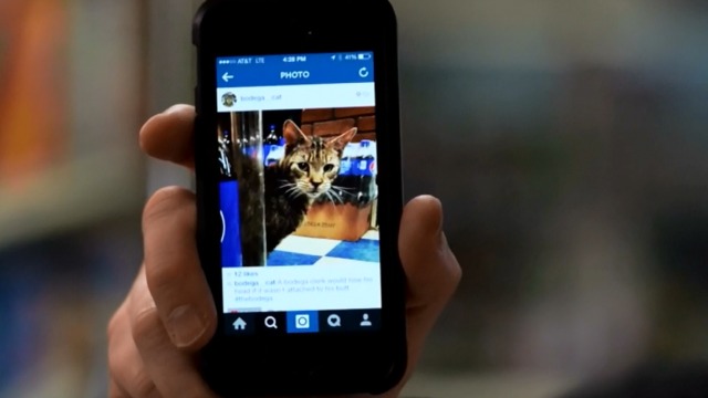 The Bodega - InstaCat Bodega Cat on Instagram on phone