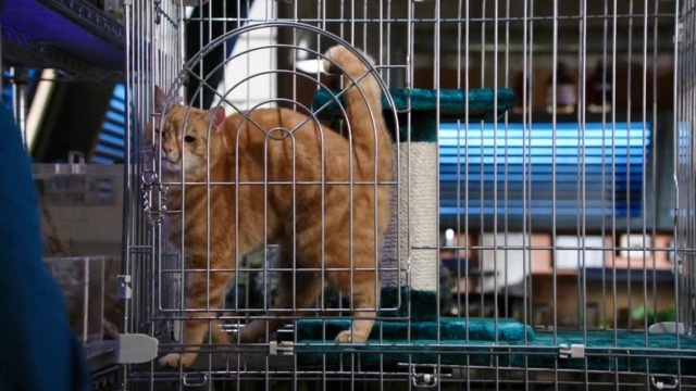 Bones - The Mutilation of the Master Manipulator - orange tabby cat Skinner in cage in Jack's lab
