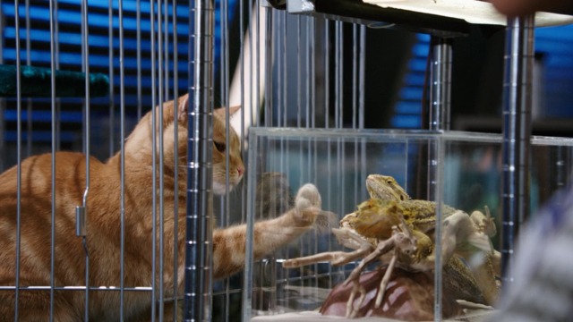 Bones - The Mutilation of the Master Manipulator - orange tabby cat Skinner reaching paw through cage
