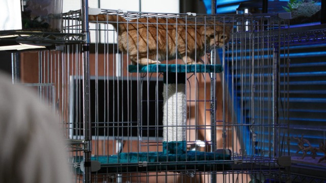 Bones - The Mutilation of the Master Manipulator - orange tabby cat Skinner in cage