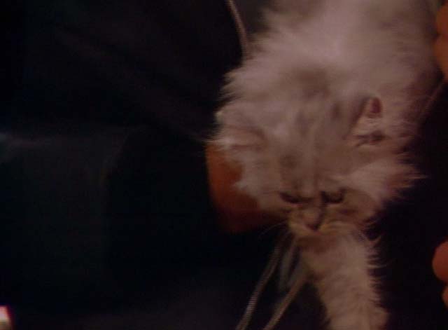 Bosom Buddies - Only the Lonely - long-haired silver kitten in coat
