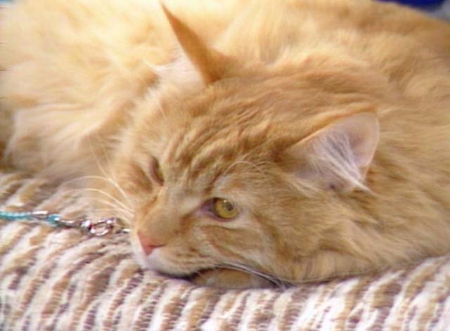 Bosom Buddies - On the Road to Monte Carlo - close up of long-haired ginger tabby Mr. Whiskers