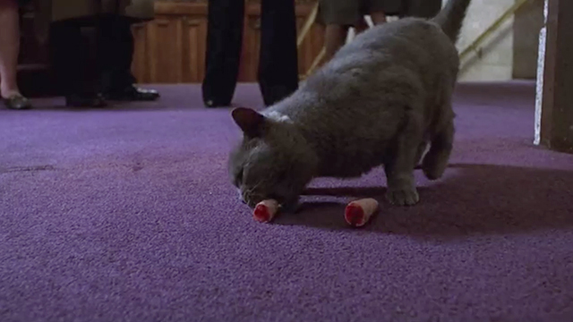 Boston Legal - Gone - shorthaired gray cat picking up finger from floor